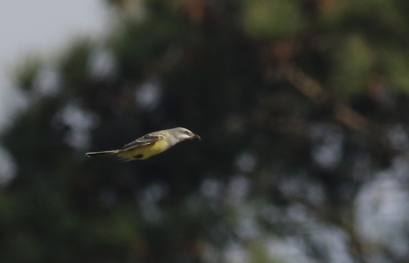 ニシタイランチョウ - ML645239373