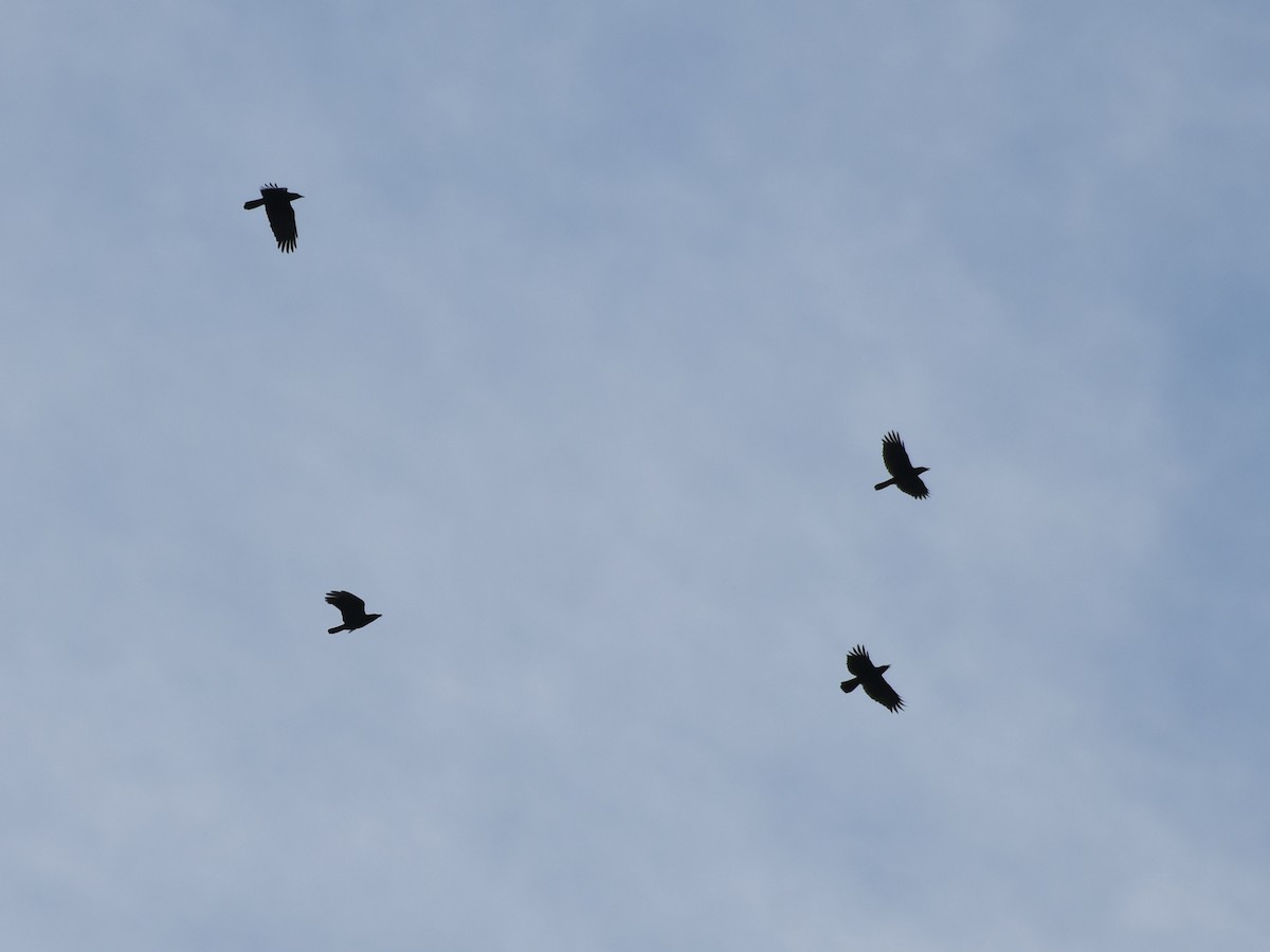 アメリカガラス - ML645239374