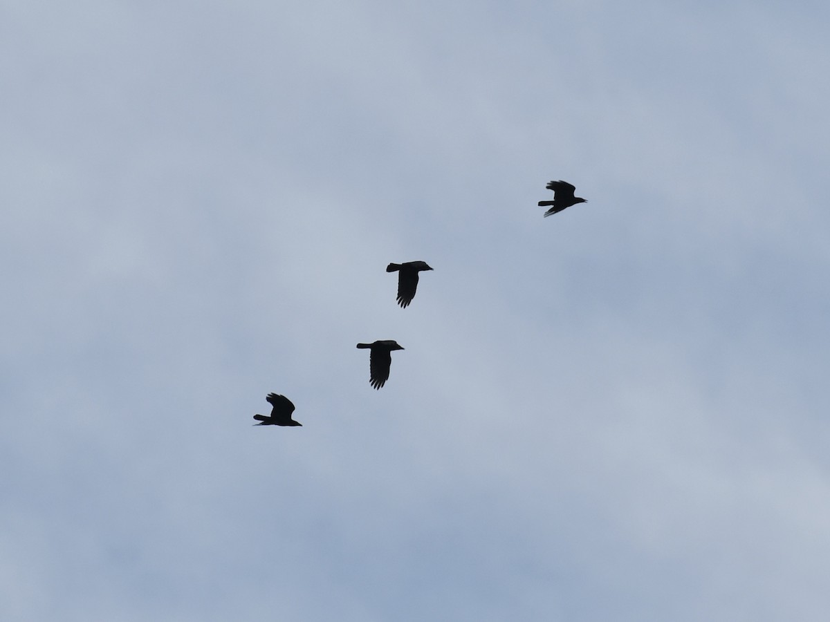 アメリカガラス - ML645239375