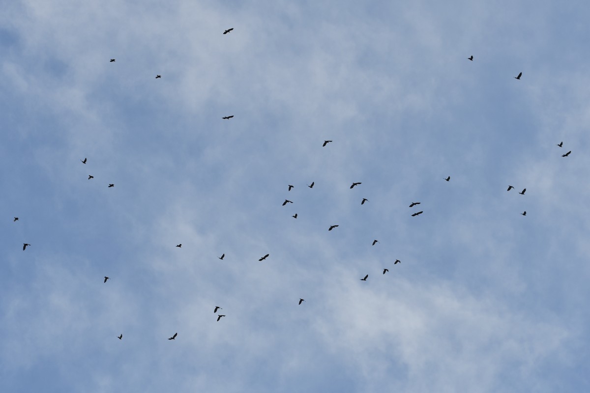 アメリカガラス - ML645239376