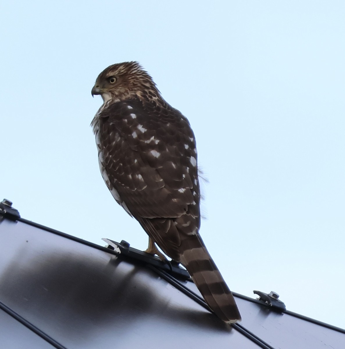 アシボソハイタカ - ML645239377