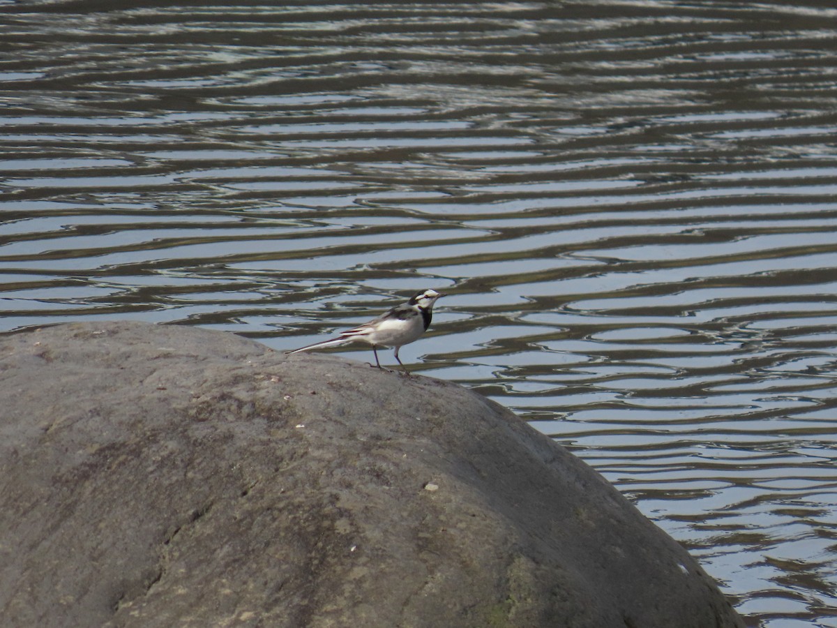 ハクセキレイ - ML645239379