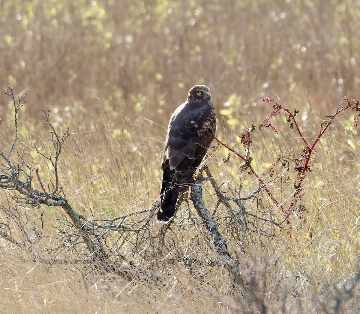アメリカハイイロチュウヒ - ML645239383