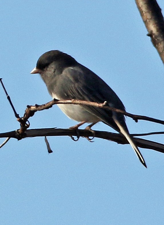 ユキヒメドリ - ML645239384