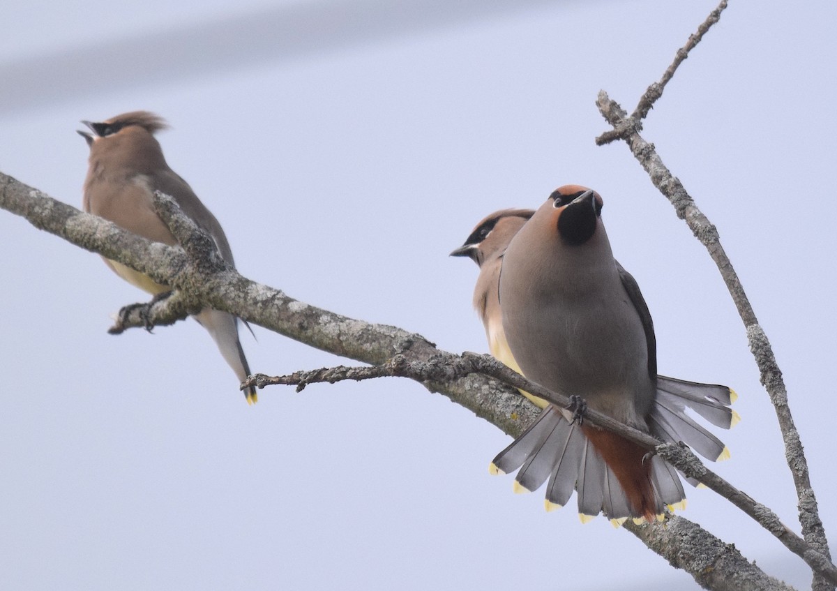 Bohemian Waxwing - ML645239385