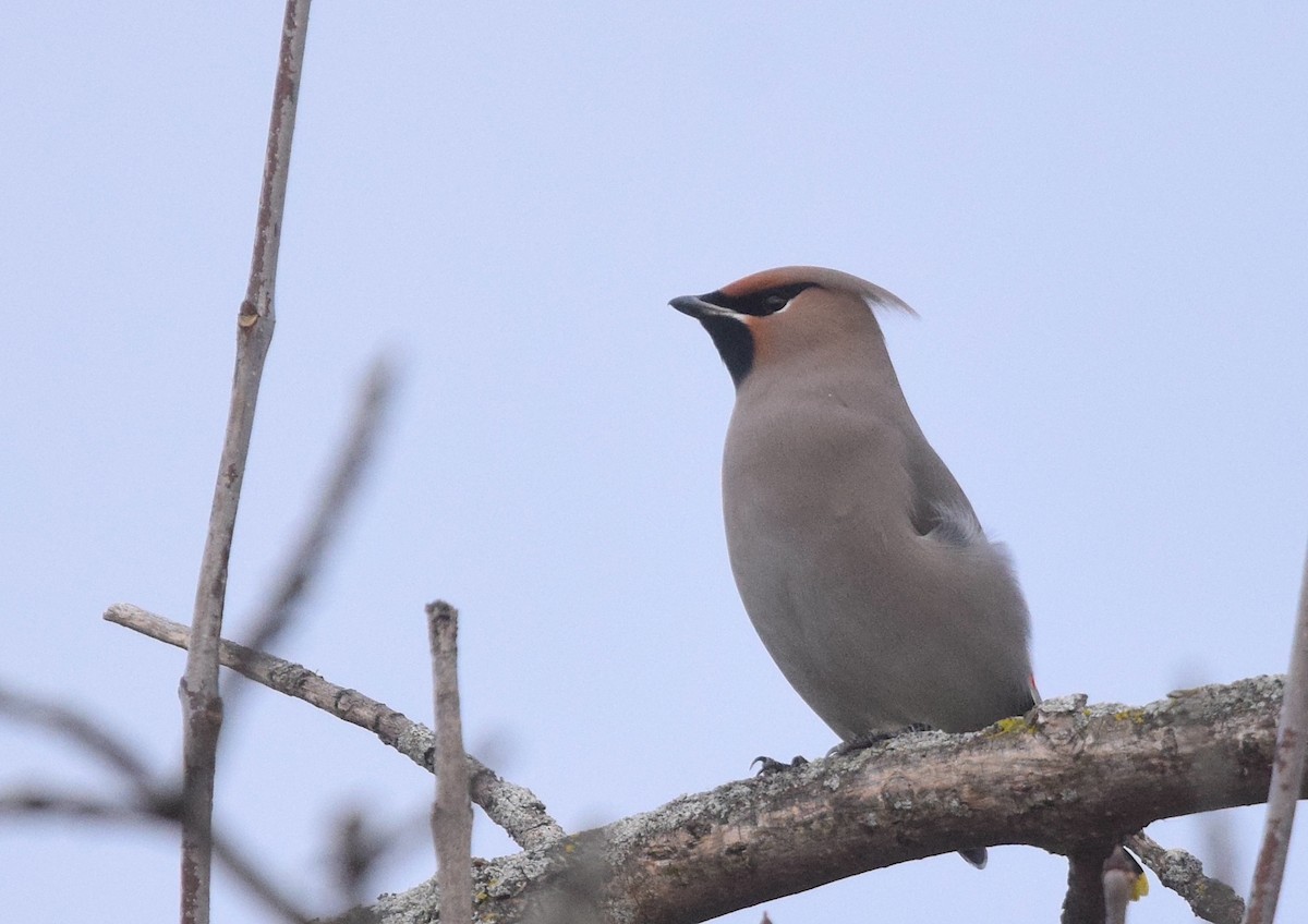 Bohemian Waxwing - ML645239387