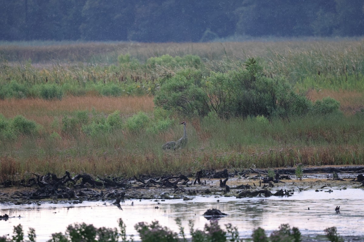 Sandhill Crane - ML645239388