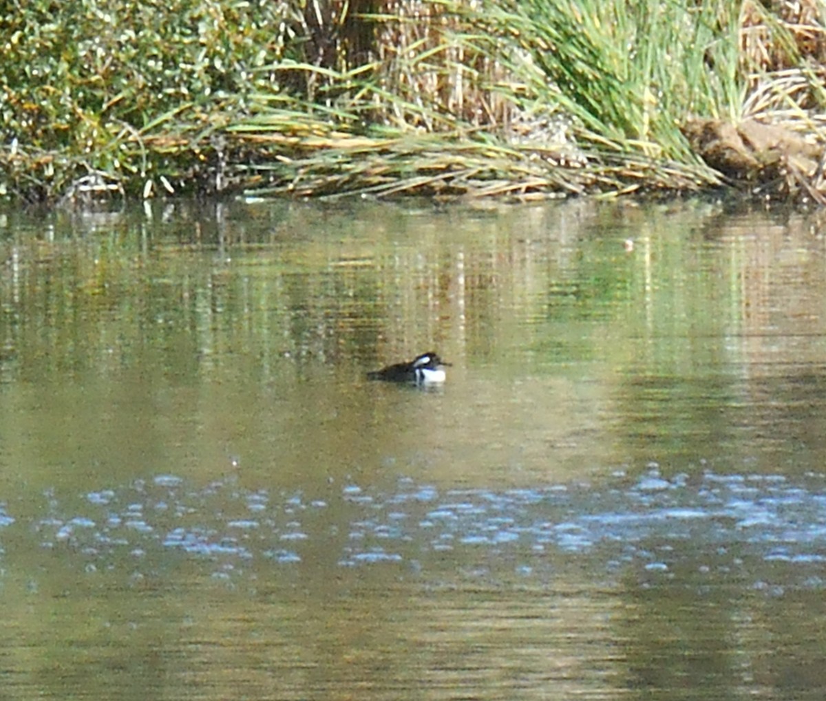 Hooded Merganser - ML645239396