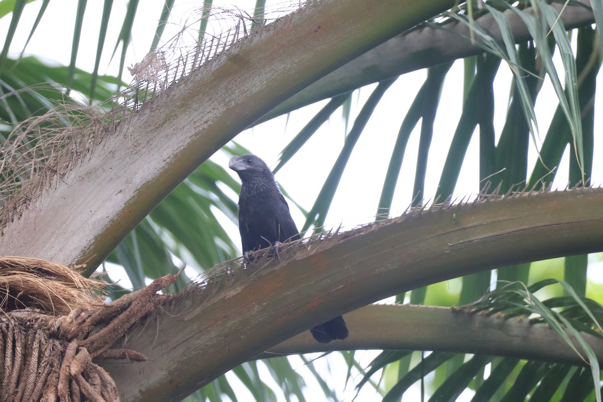 Smooth-billed Ani - ML645239399