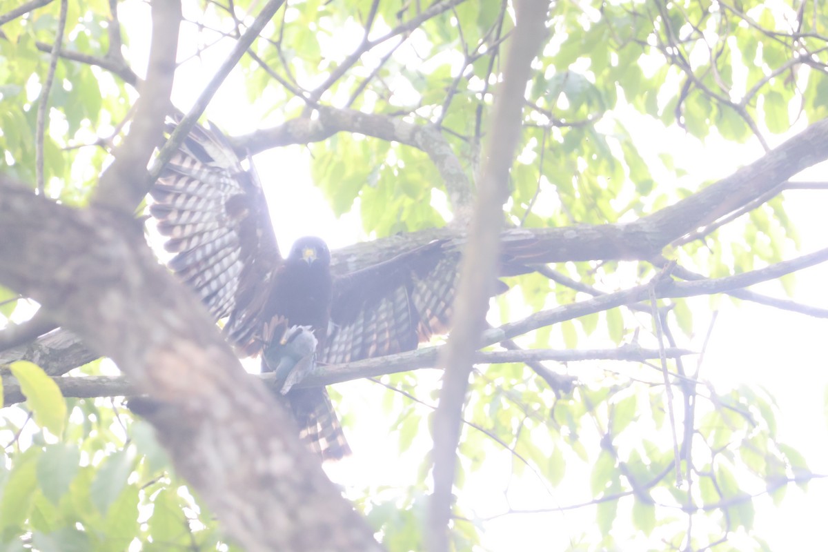 Black Hawk-Eagle - ML645239401