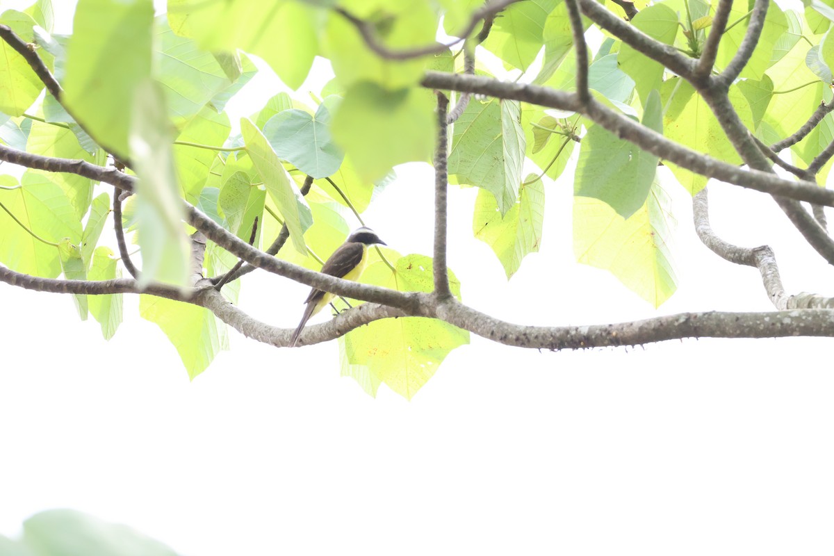 Great Kiskadee - ML645239409