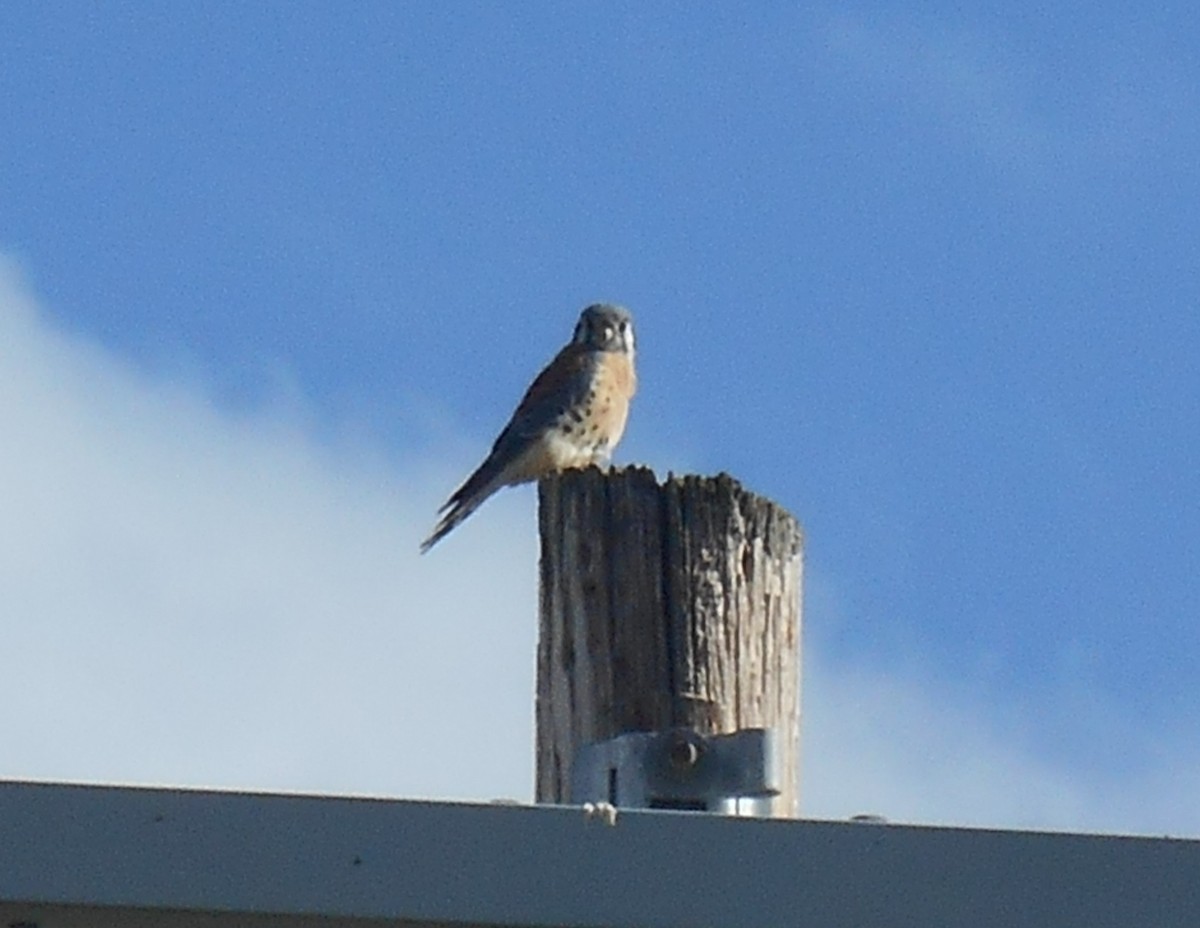American Kestrel - ML645239411