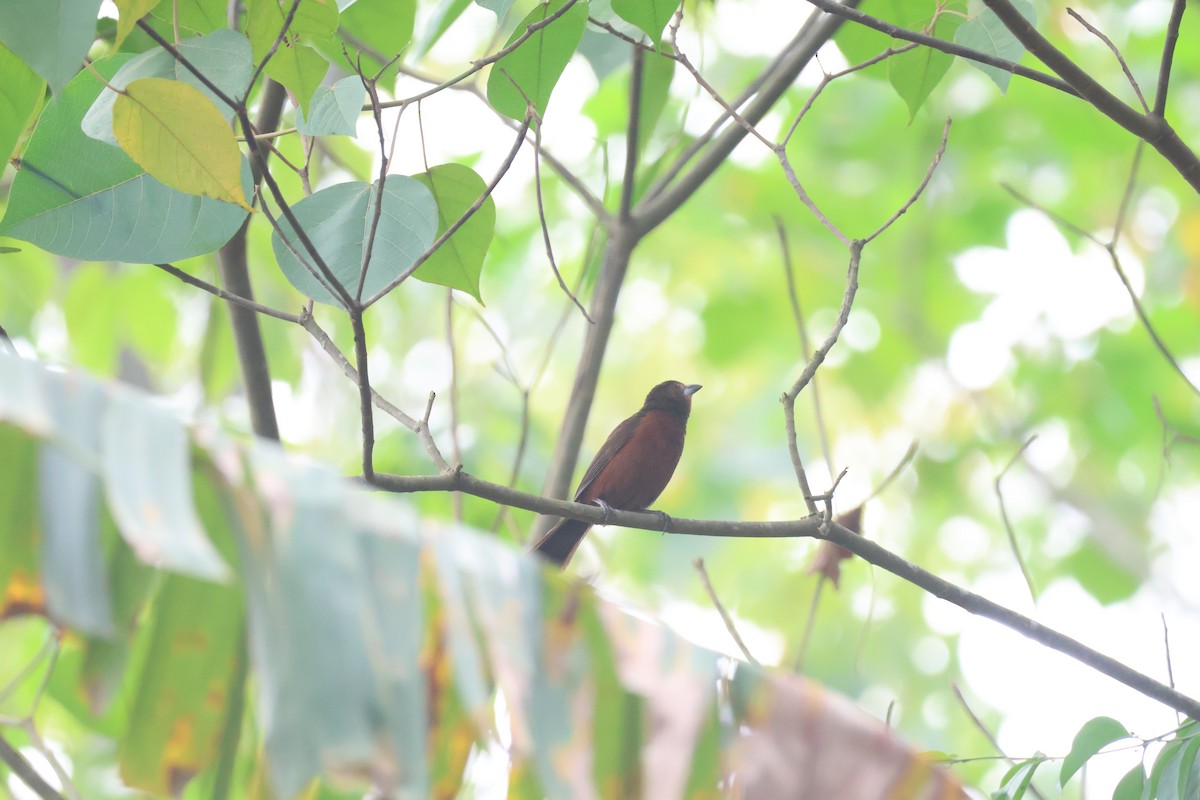 Silver-beaked Tanager - ML645239413