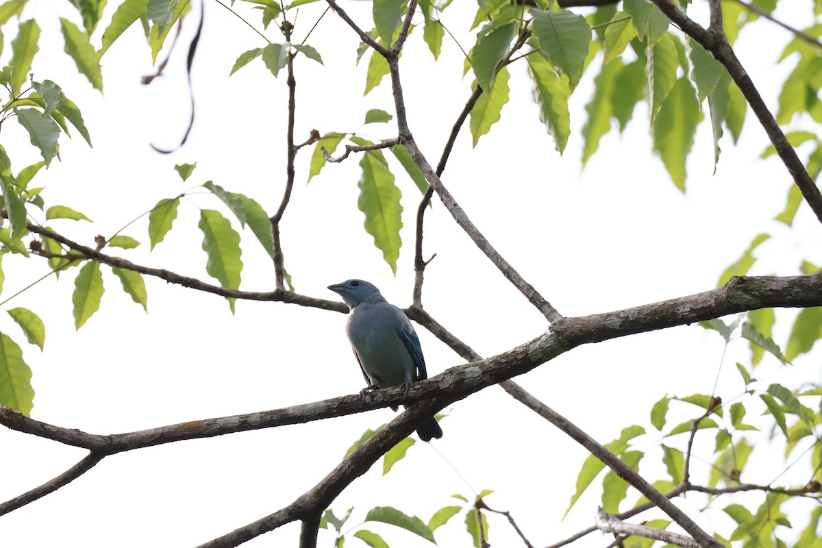 Blue-gray Tanager - ML645239424
