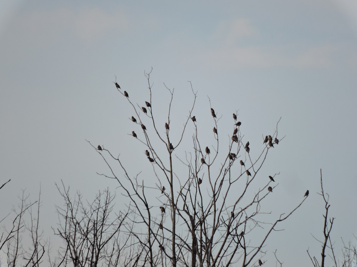 Bohemian Waxwing - ML645239430