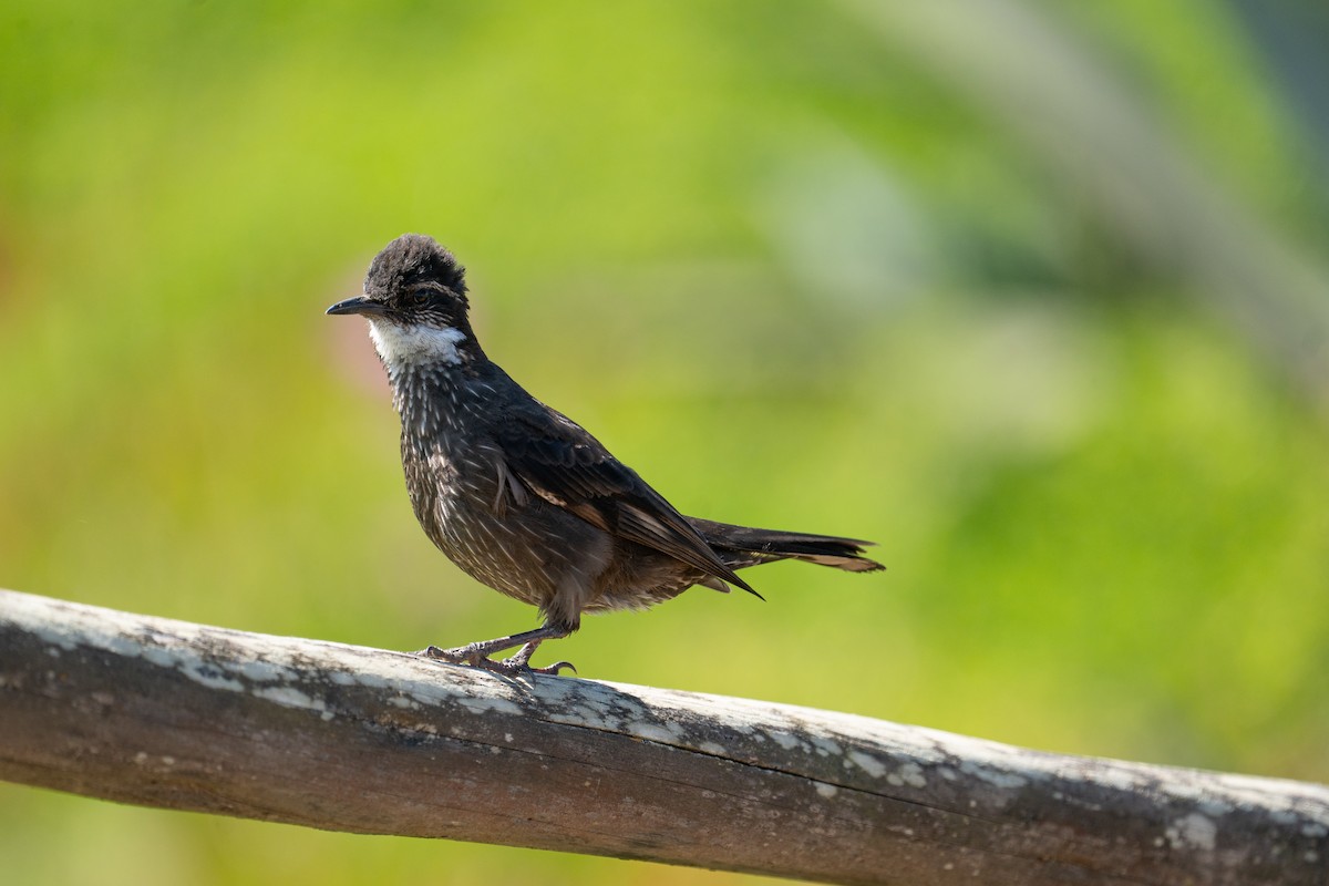 Seaside Cinclodes - ML645239431