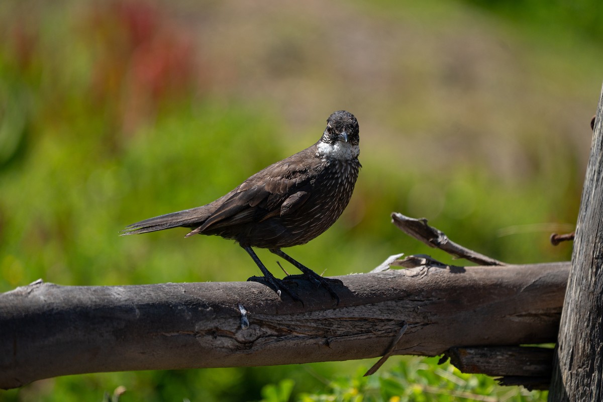 Seaside Cinclodes - ML645239432
