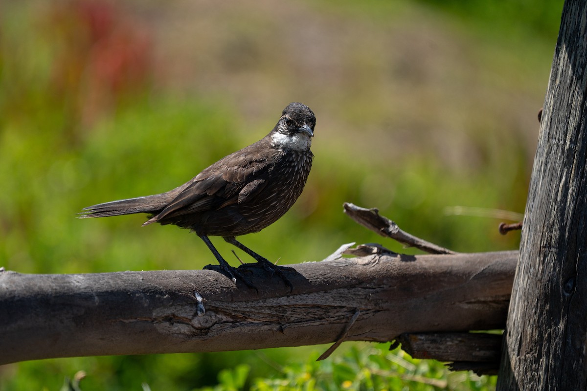 Seaside Cinclodes - ML645239433