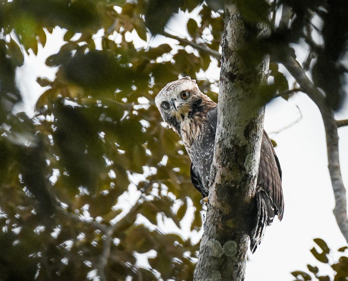 Black Hawk-Eagle - ML645239434