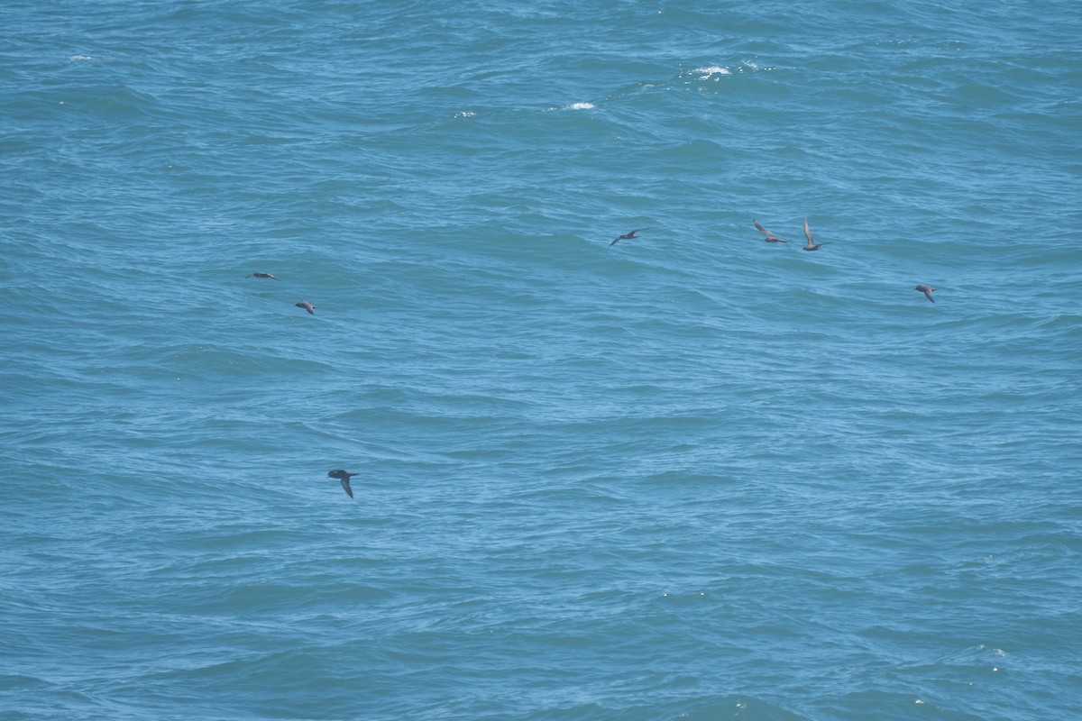 Sooty Shearwater - ML645239438