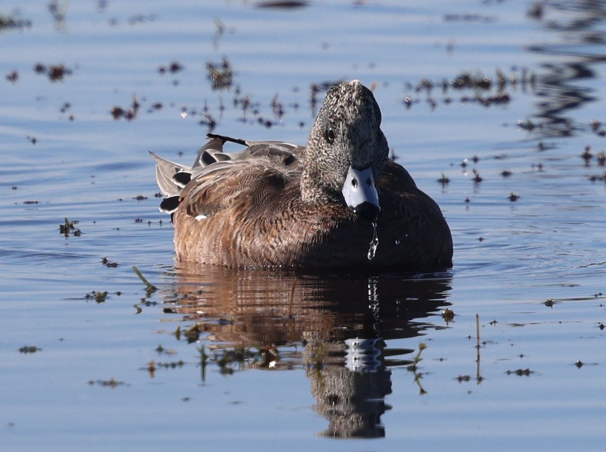 hvízdák americký - ML645239441