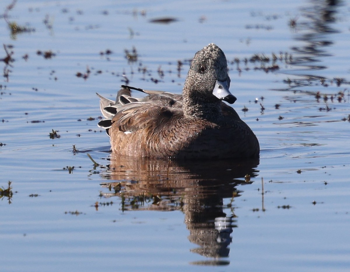 hvízdák americký - ML645239442