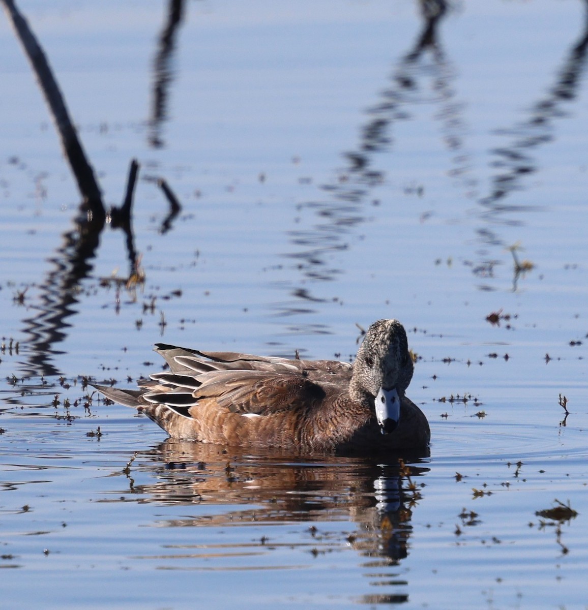 hvízdák americký - ML645239444