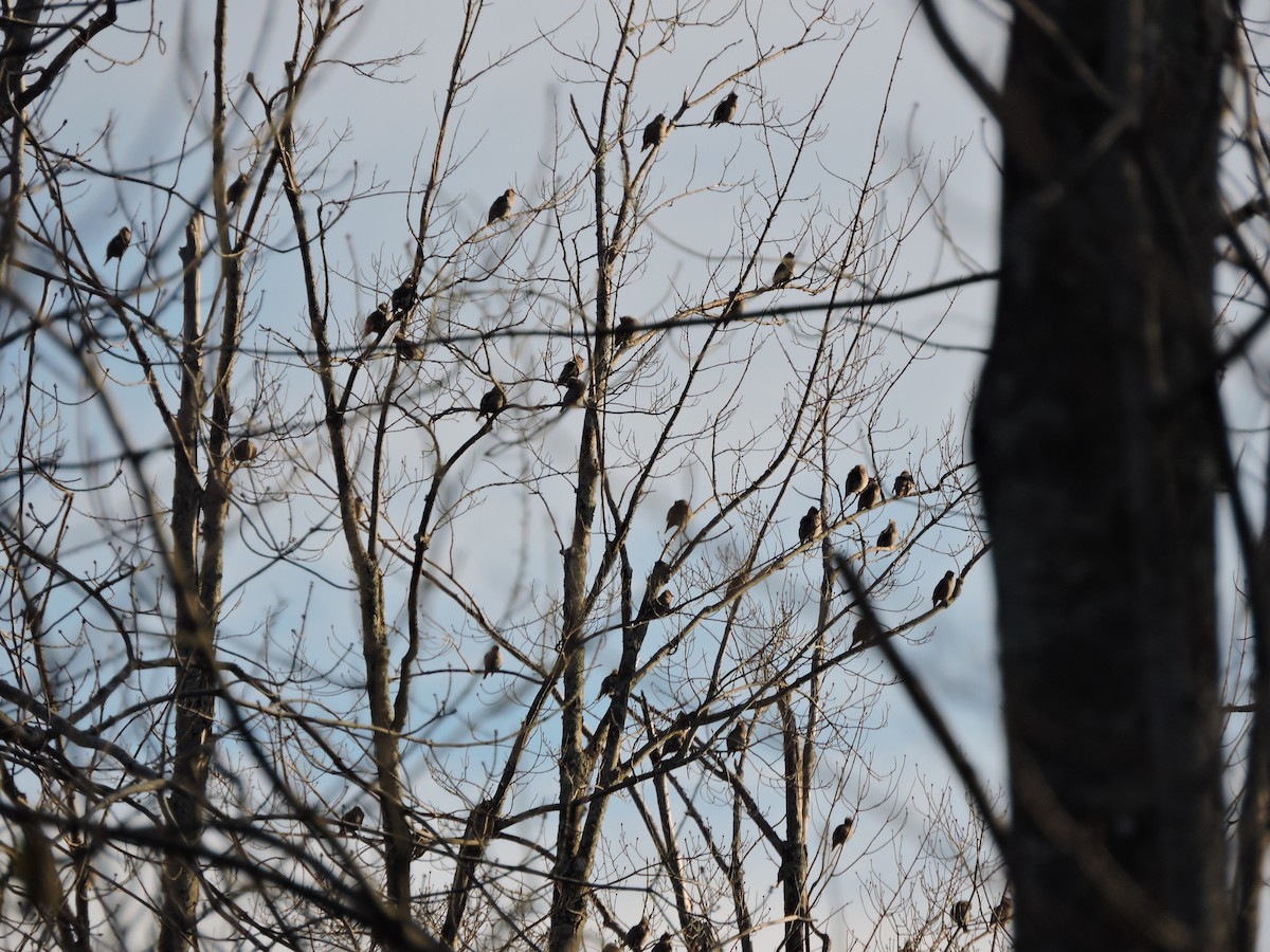 Bohemian Waxwing - ML645239446