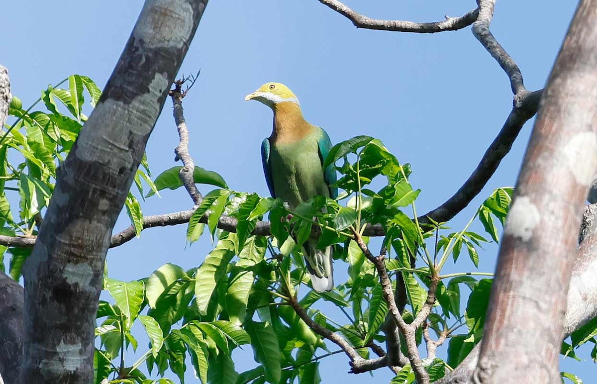 Pink-spotted Fruit-Dove - ML645239461