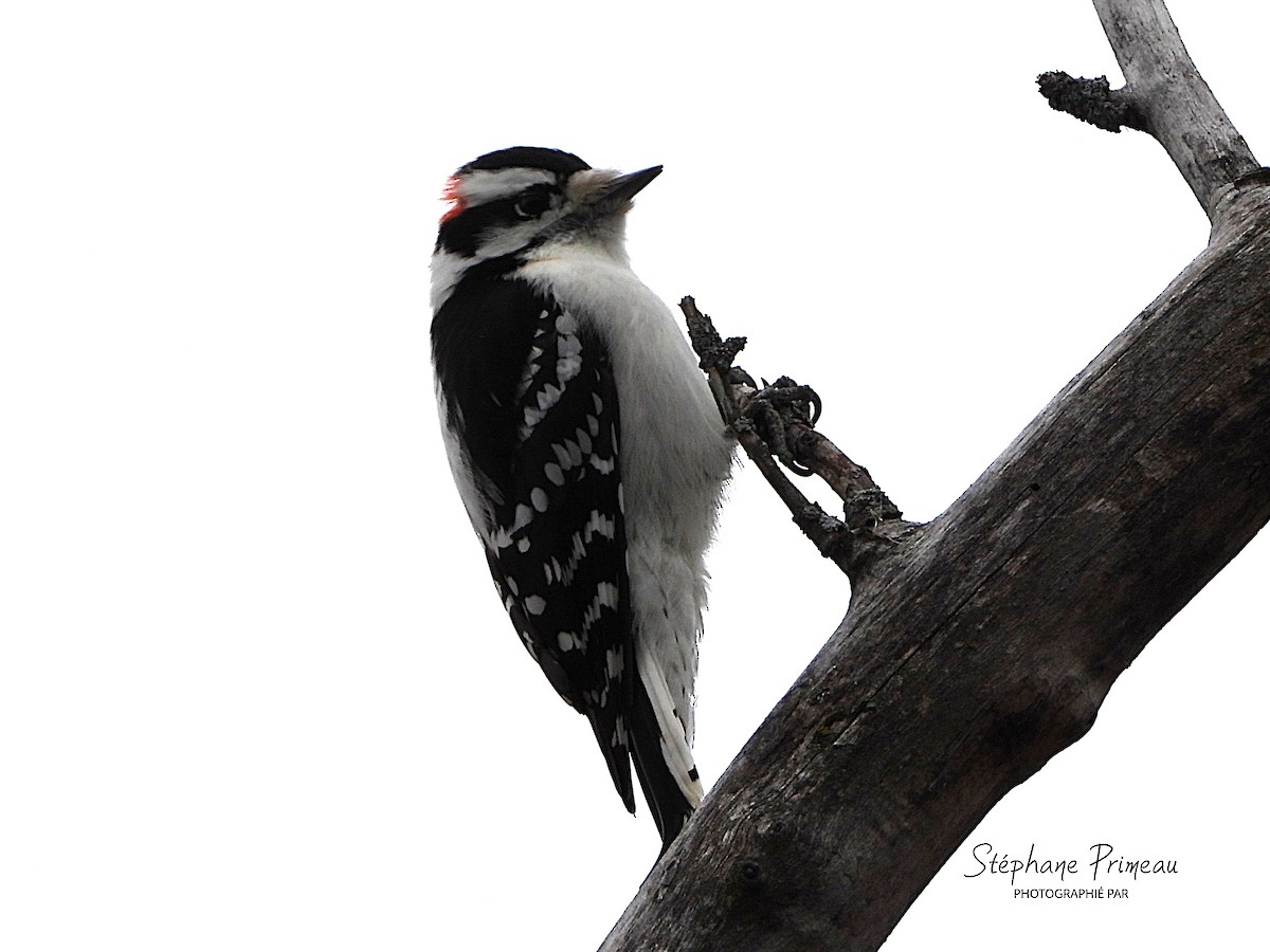 Downy Woodpecker - ML645239466