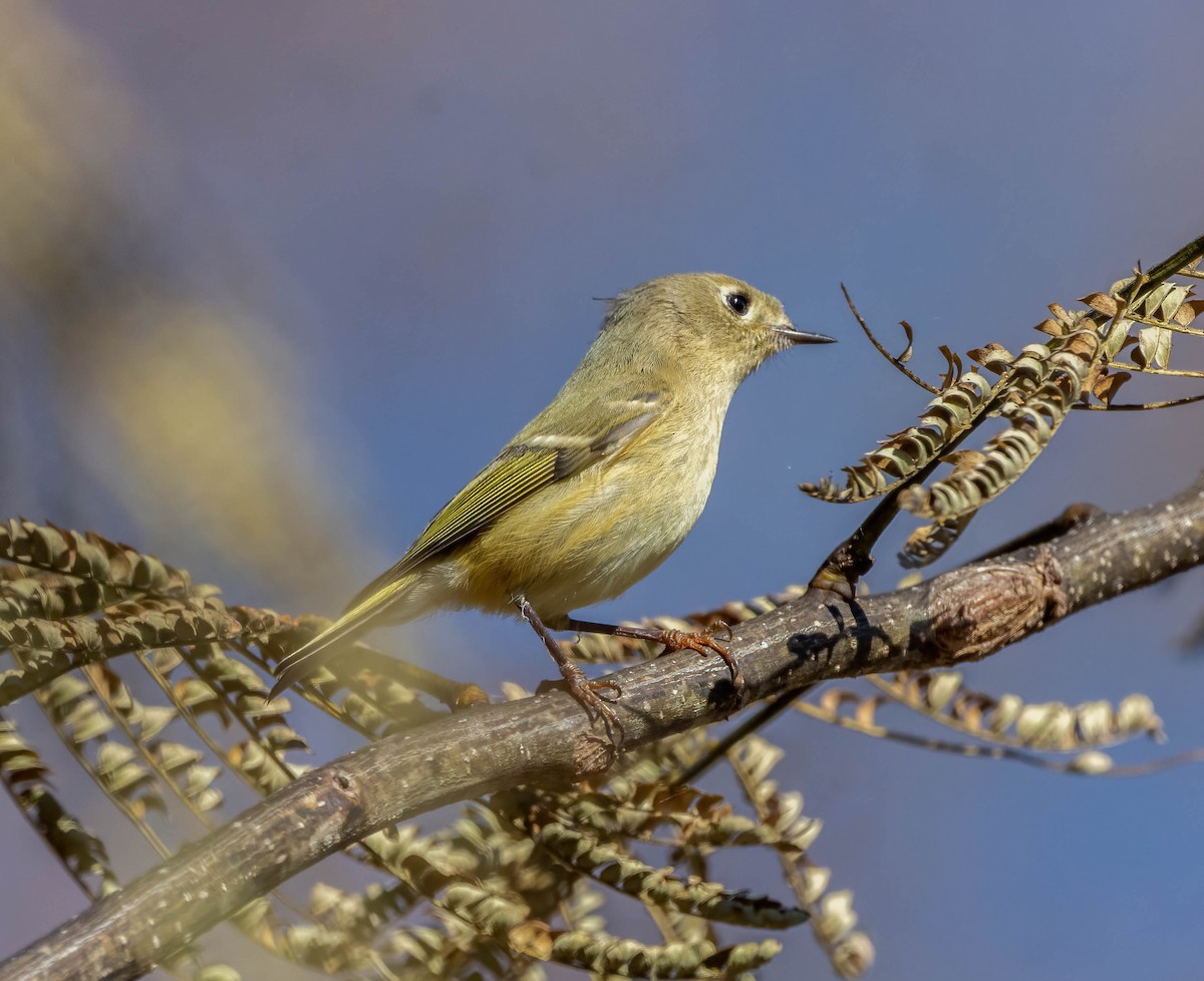Ruby-crowned Kinglet - ML645239475