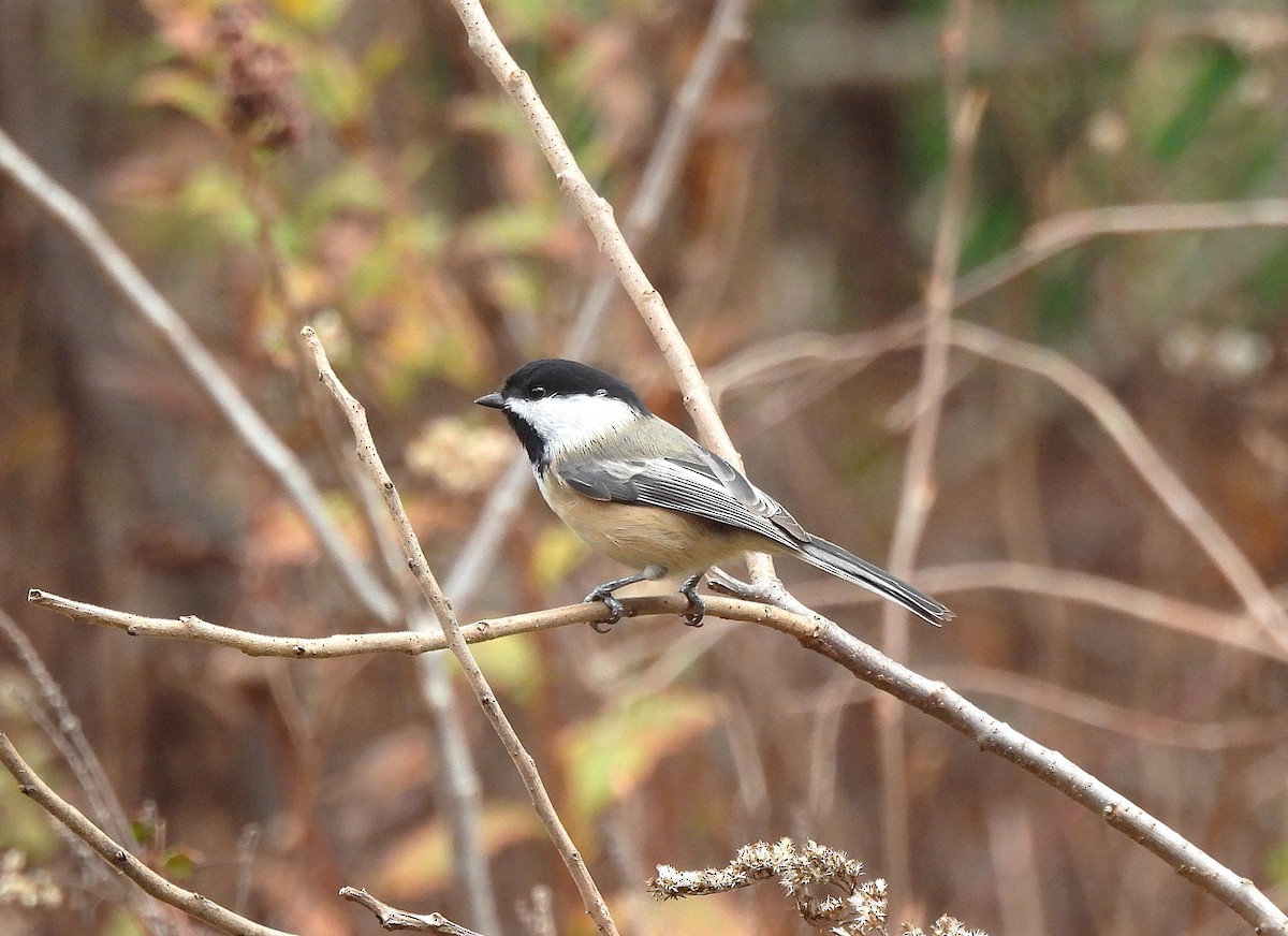 Black-capped Chickadee - ML645239477