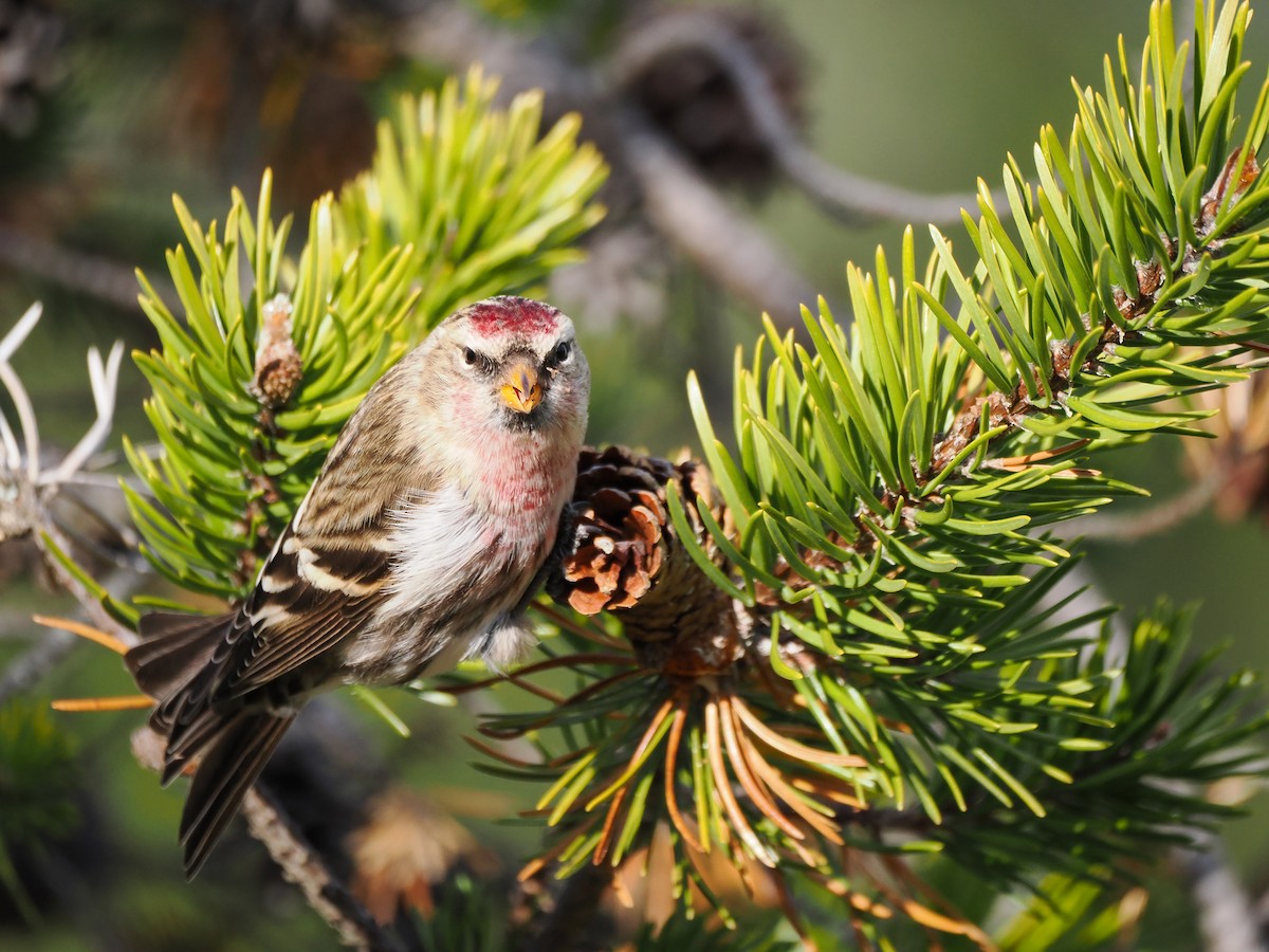 Дөлөн цэгцүүхэй - ML645239479