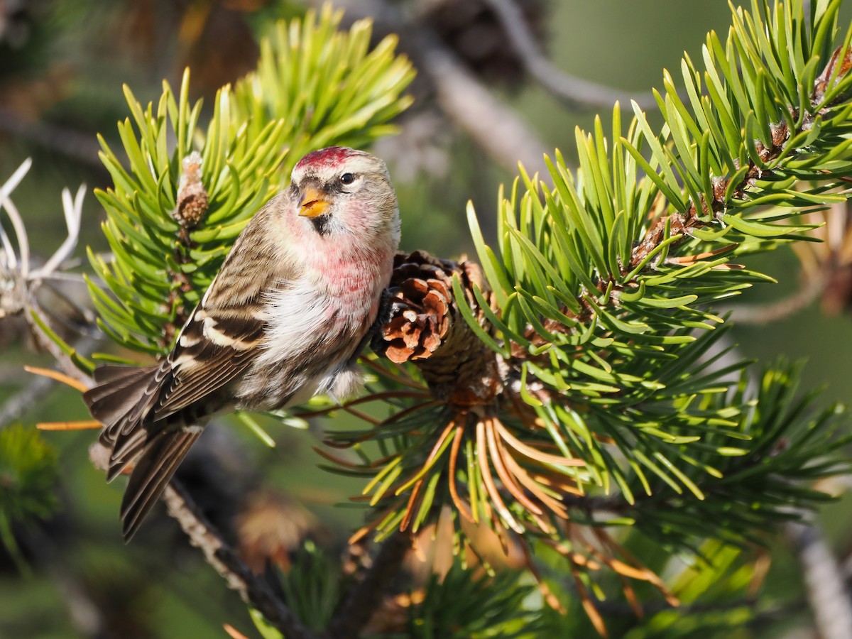 Дөлөн цэгцүүхэй - ML645239480