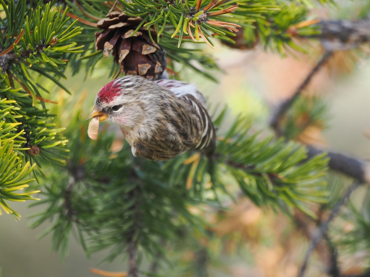 Дөлөн цэгцүүхэй - ML645239481