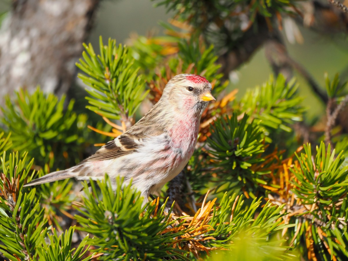 Дөлөн цэгцүүхэй - ML645239482