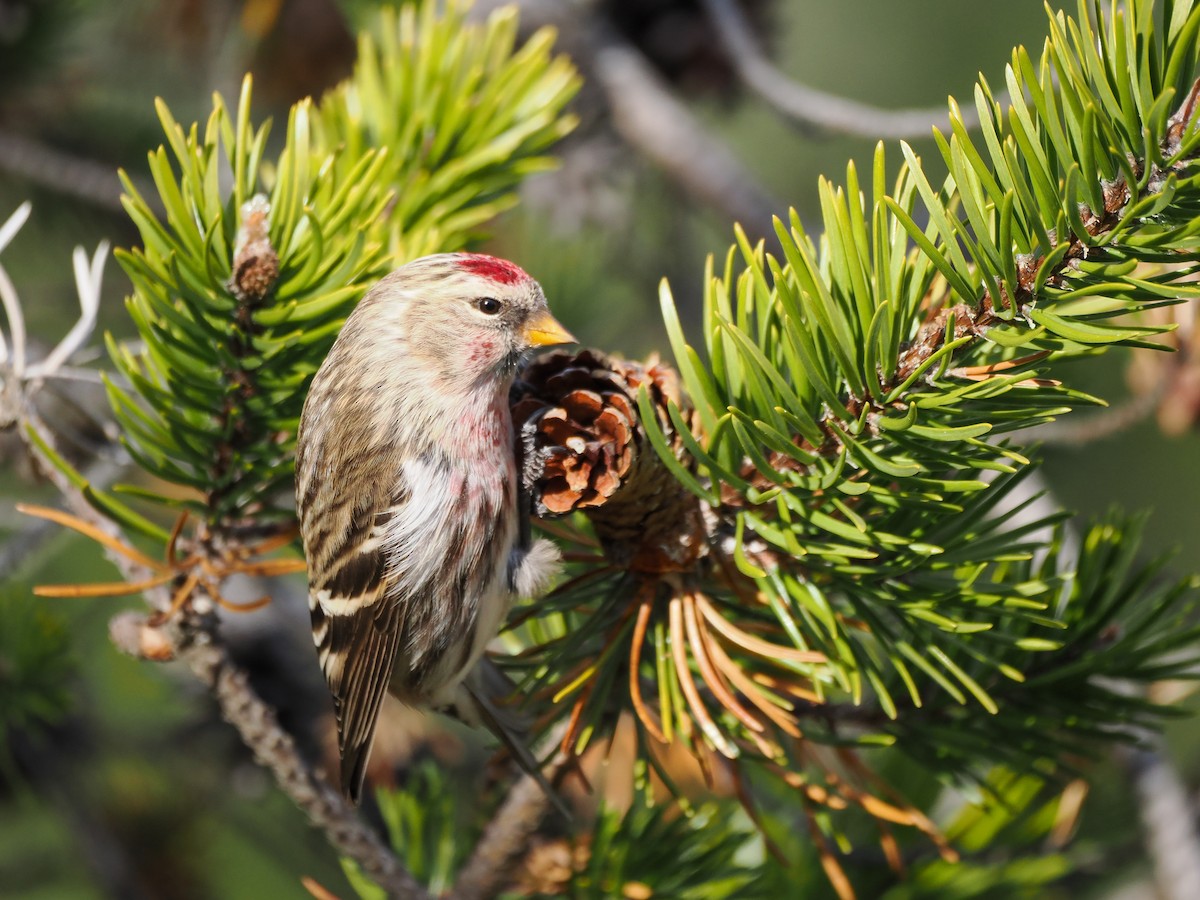 Дөлөн цэгцүүхэй - ML645239483