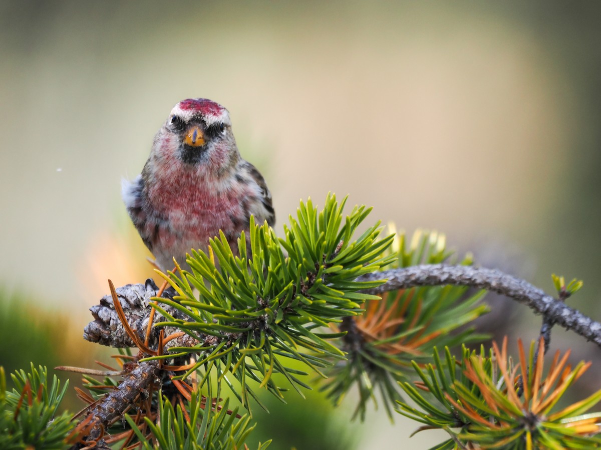 Дөлөн цэгцүүхэй - ML645239484