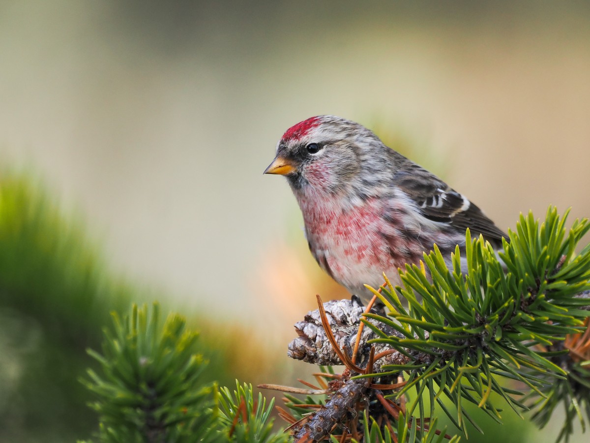 Дөлөн цэгцүүхэй - ML645239485