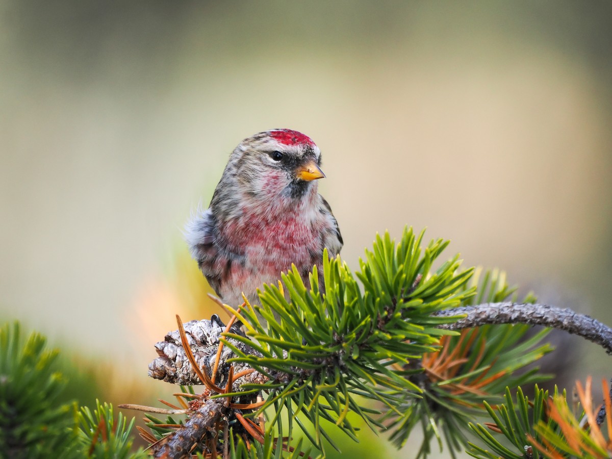 Дөлөн цэгцүүхэй - ML645239486