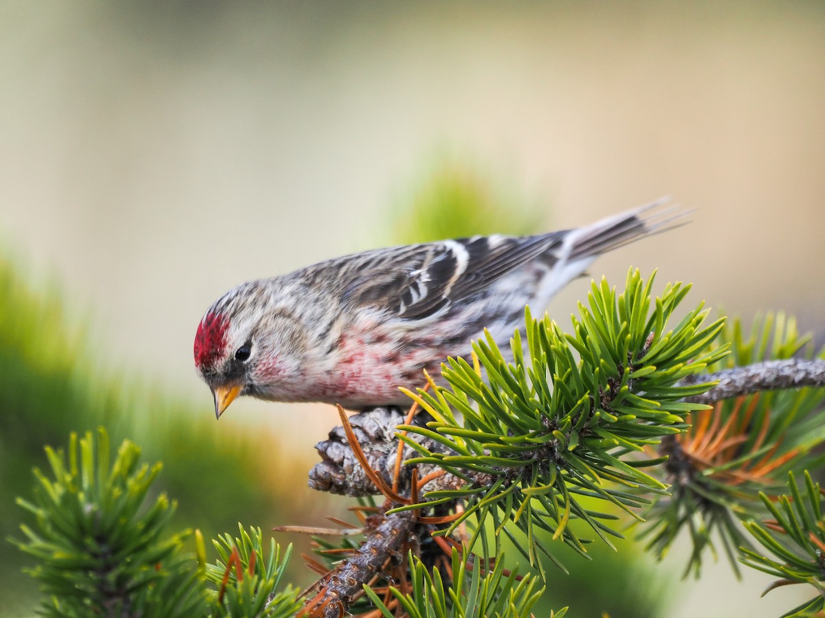 Дөлөн цэгцүүхэй - ML645239487