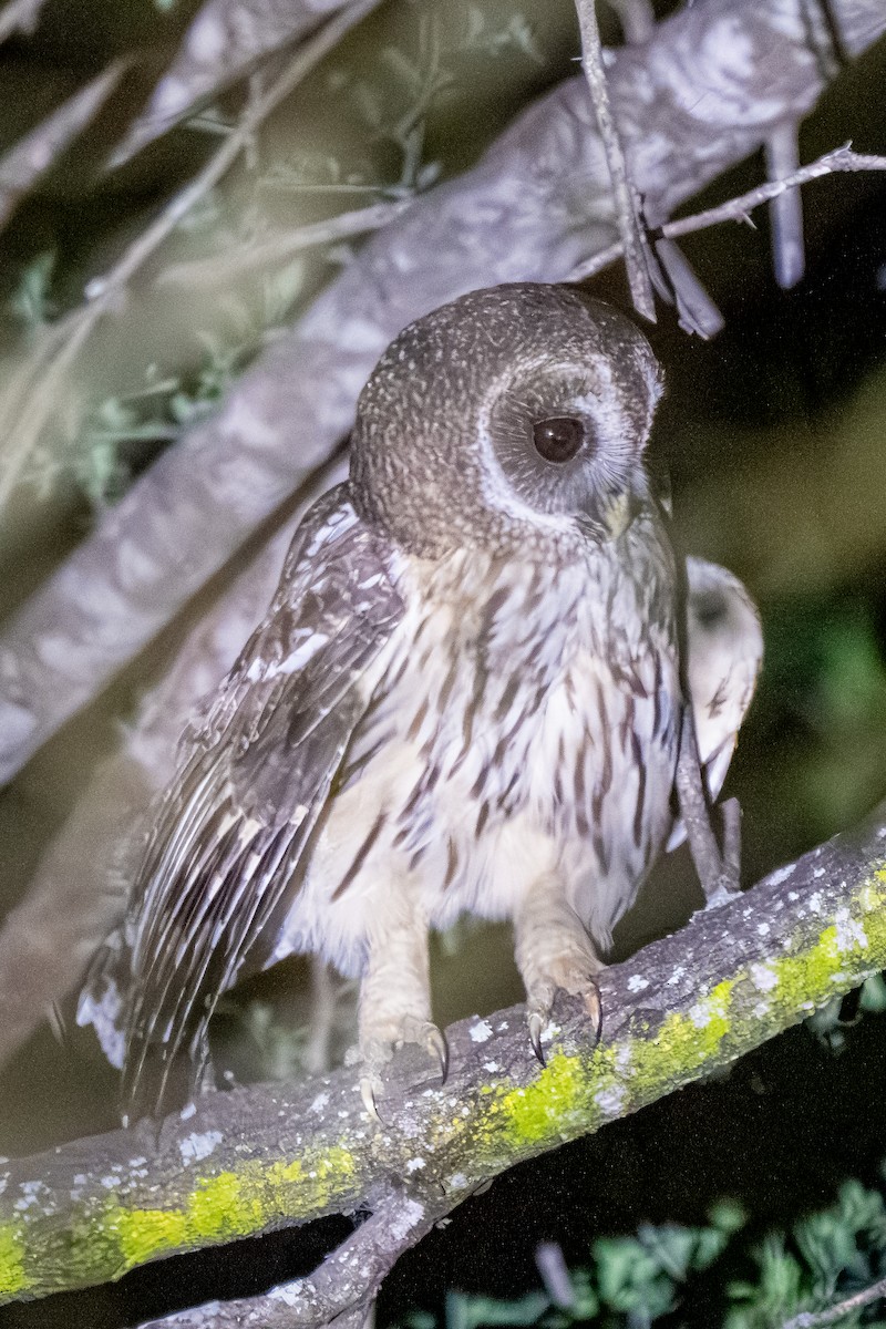 Mottled Owl - ML645239490