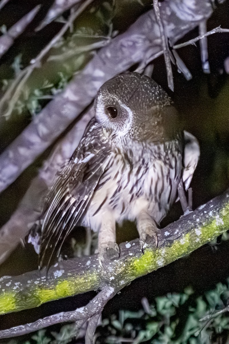 Mottled Owl - ML645239491