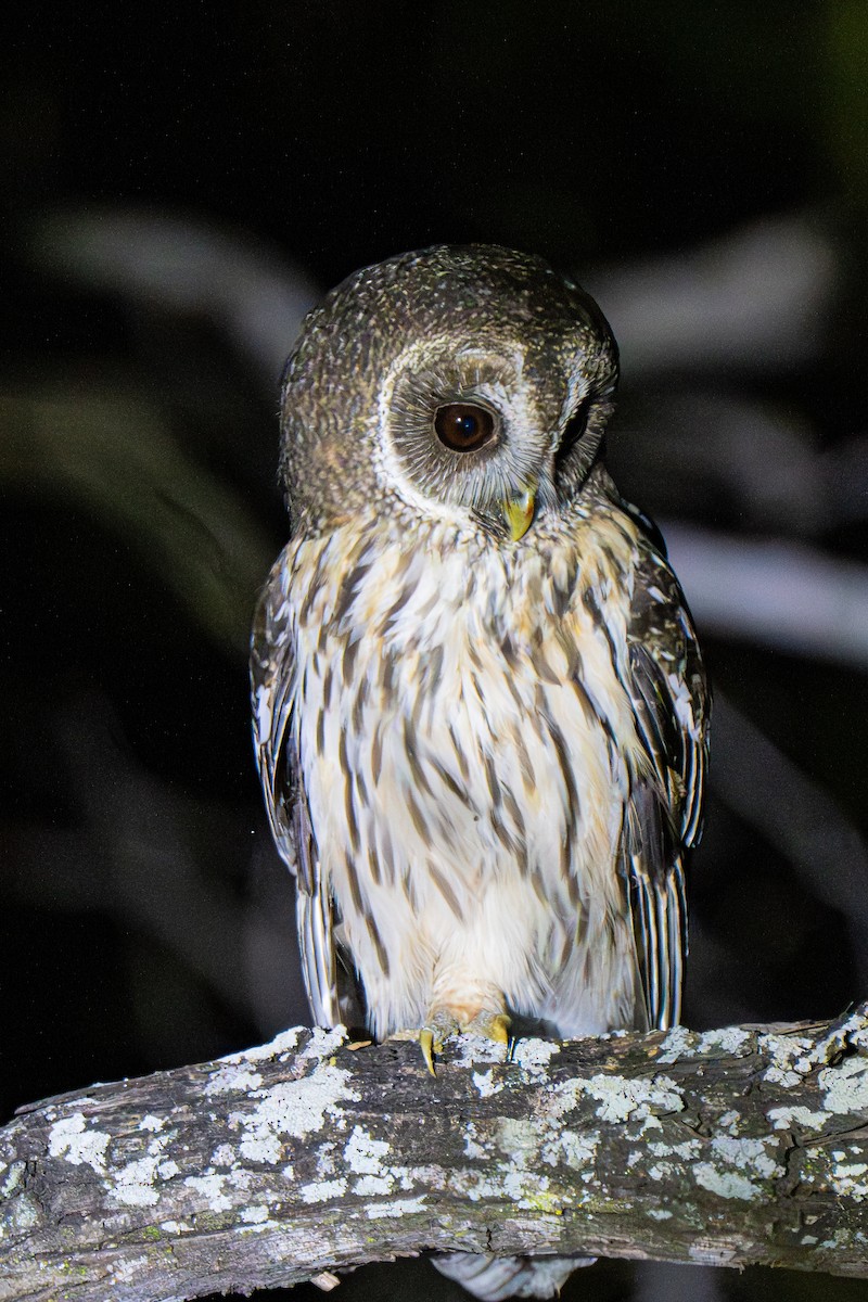 Mottled Owl - ML645239492