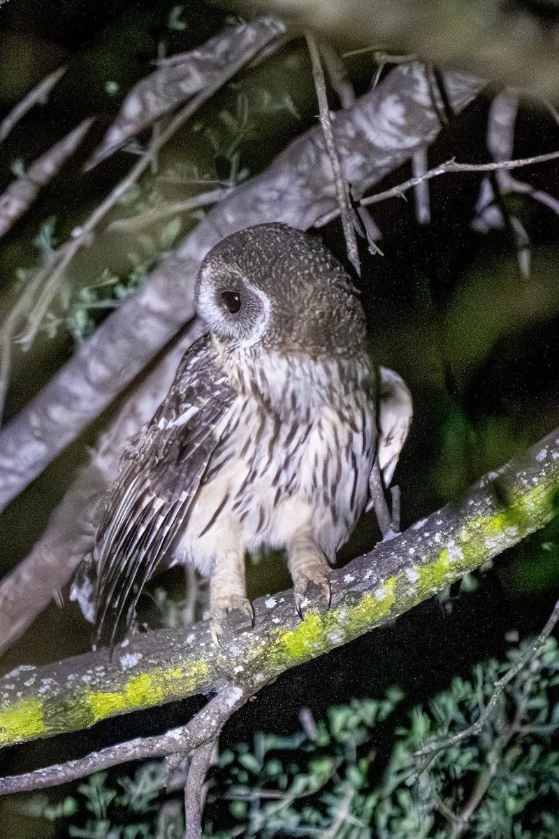Mottled Owl - ML645239493