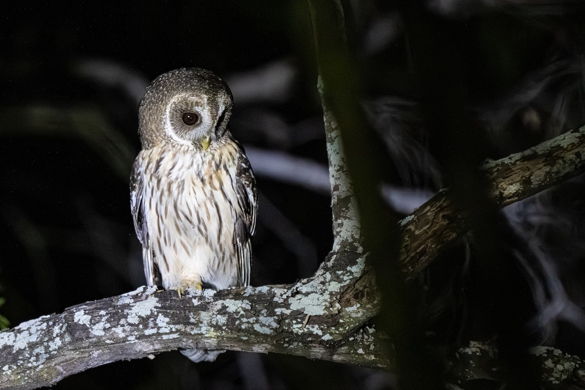 Mottled Owl - ML645239494