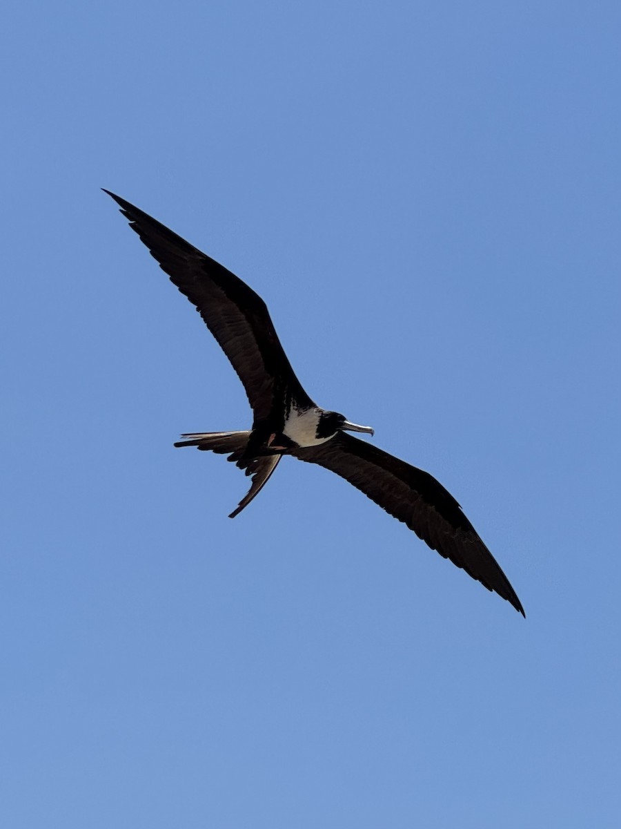 Magnificent Frigatebird - ML645239497