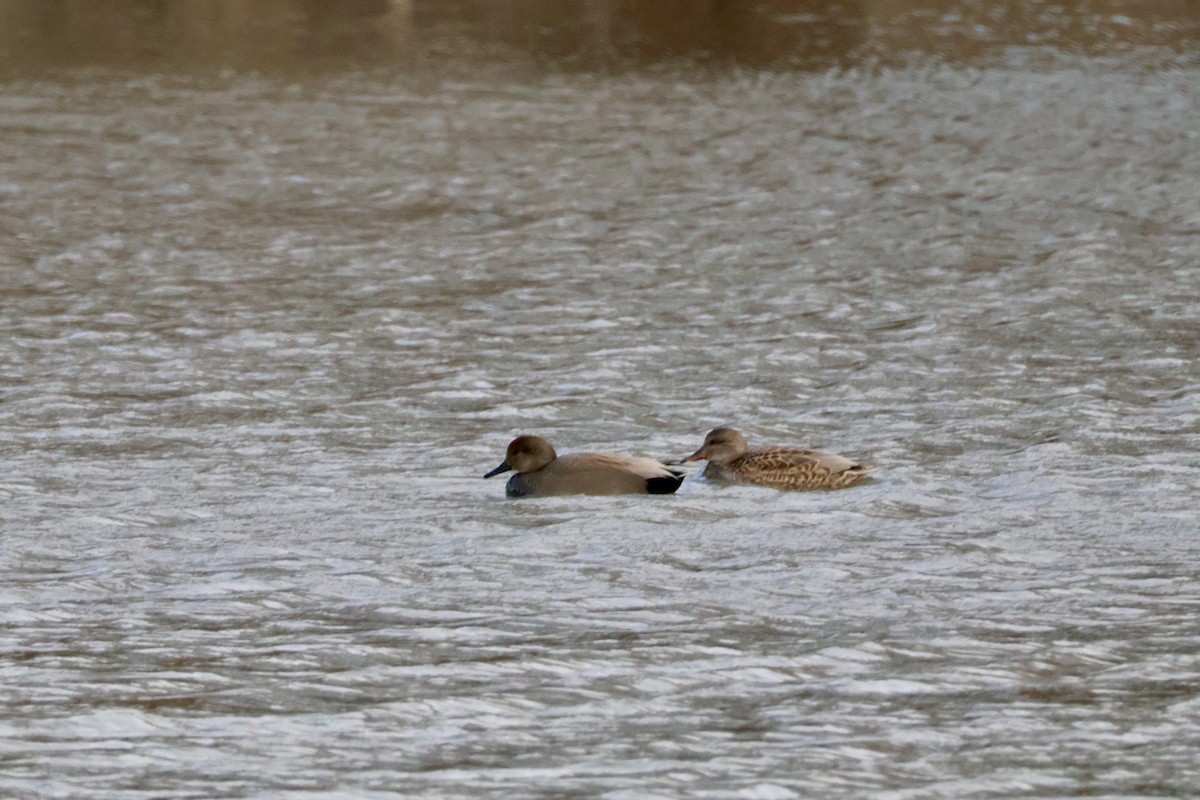 Нерозень - ML645239498