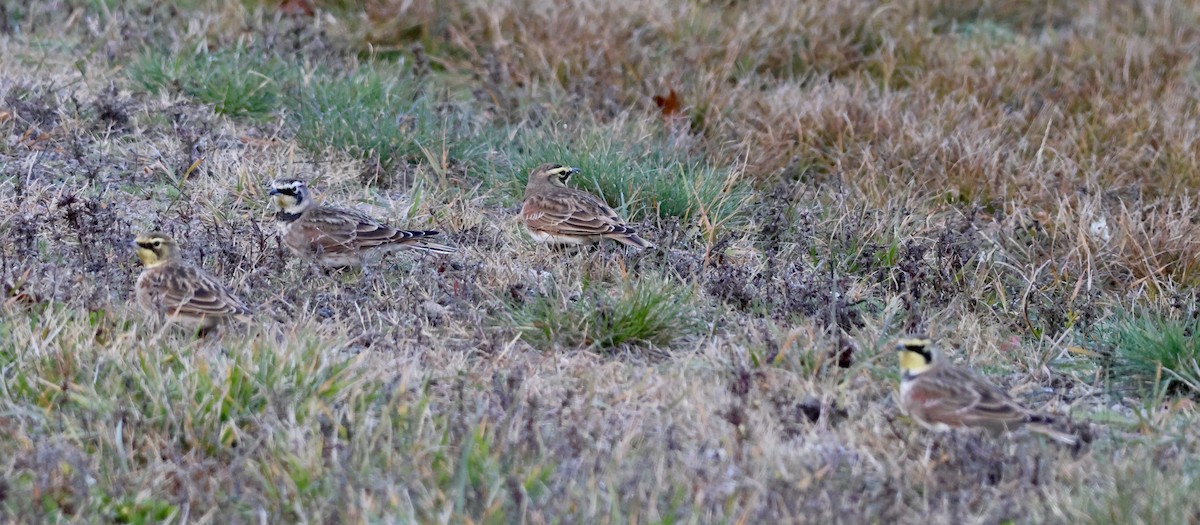 Horned Lark - ML645239509