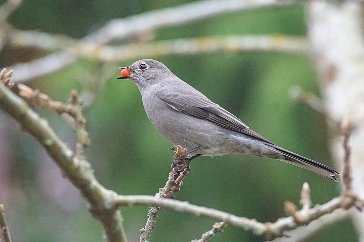 Townsend's Solitaire - ML645239512